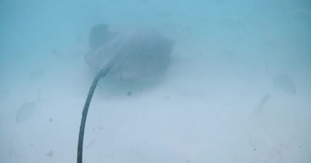 モルディブの水中のスティングレイ 青い海で魚と泳ぐスティングレイ 高品質の4K映像 — ストック動画
