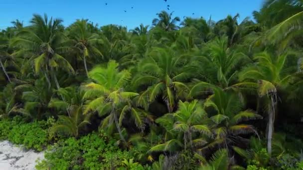 Malediven Eilanden Kustlijn Oceaan Tropisch Strand Met Palmen Luchtfoto Hoge — Stockvideo