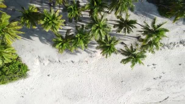 Maldives Îles Océan Plage Tropicale Avec Palmiers Vue Aérienne Sur — Video