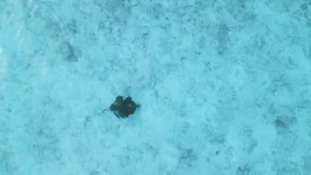 Stingray Bajo Agua Maldivas Rayo Punzante Nadando Océano Azul Vista — Vídeo de stock