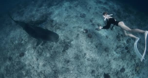 在热带海洋和虎鲨一起潜水的女人和鲨鱼一起游泳高质量的4K镜头 — 图库视频影像