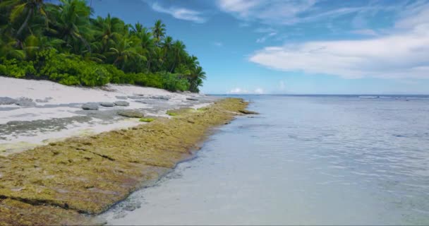 Adasında Palmiyeler Olan Maldivler Tropikal Plajı Yaz Tropik Tatil Konsepti — Stok video