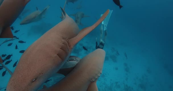 Una Donna Apneista Tuffa Nell Oceano Blu Tropicale Nuota Con — Video Stock