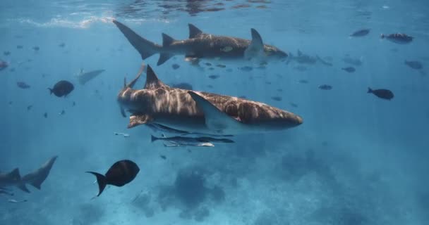 Cápák Víz Alatt Trópusi Kék Tengerben Halak Cápák Iskolája Kék — Stock videók