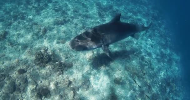 Tiger Shark Swims Clear Blue Ocean Freediving Tiger Sharks High — Stock Video