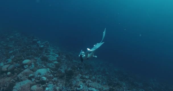 Woman Freediver Fins Swimming Deep Ocean Freediving Clear Blue Ocean — Stock Video