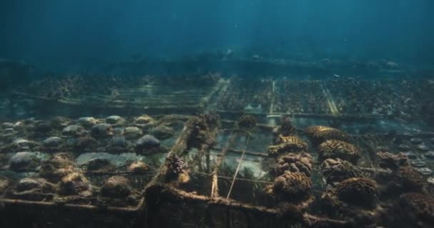 Mercan Bahçesinde Yaşayan Mercanlar Şeffaf Mavi Okyanusta Suyun Altında Tropikal — Stok video