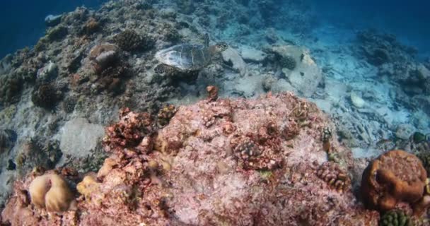 Vida Marina Tortugas Marinas Comiendo Los Arrecifes Coral Océano Azul — Vídeos de Stock