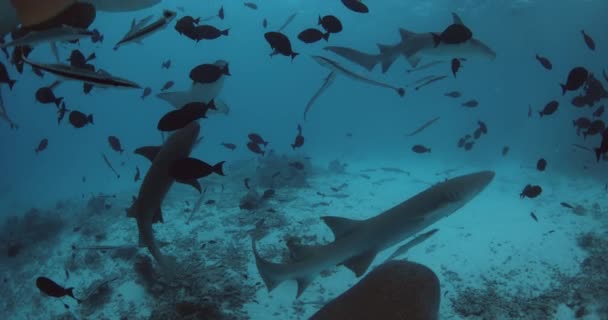 トロピカルブルーの海で多くの看護師のサメと一緒に泳ぐ モルディブの青い海の魚とサメの学校 高品質の4K映像 — ストック動画