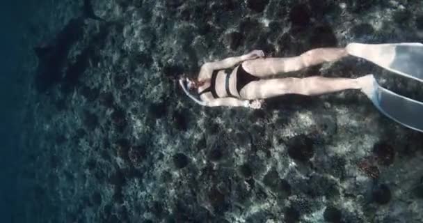 Mulher Mergulhando Com Tubarão Tigre Oceano Tropical Nadar Com Tubarões — Vídeo de Stock