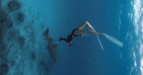 Γυναίκα Καταδύεται Και Κολυμπάει Τους Καρχαρίες Μια Τροπική Γαλάζια Θάλασσα — Αρχείο Βίντεο