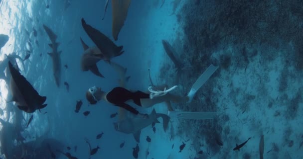 Attractive Woman Freediver Dives Swimming Nurse Sharks Fishes Blue Ocean — Stock Video