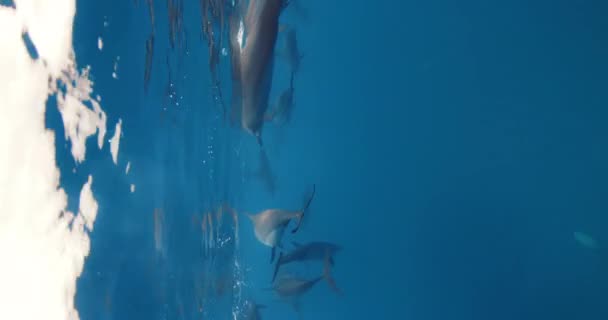 Δελφίνι Κολυμπάει Κάτω Από Νερό Στον Γαλάζιο Ωκεανό Οικογένεια Των — Αρχείο Βίντεο