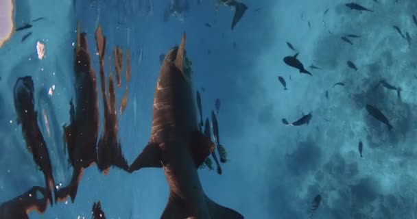 和许多热带鱼一起在热带海游泳 喂鲨鱼 蓝海中的一群鱼和鲨鱼 高质量的4K镜头 — 图库视频影像