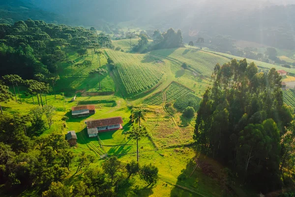 ブラジル サンタカタリーナの柔らかい日光を持つ畑と山を持つ農村エリア — ストック写真