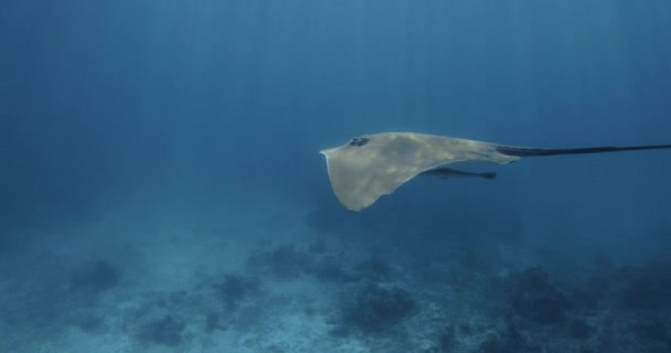 Stingray Subaquático Polinésia Francesa Maldivas Raio Sting Nada Com Peixes — Vídeo de Stock