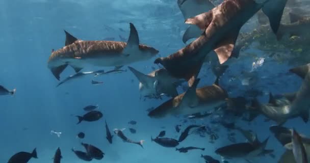 Tropikal Mavi Denizde Hemşire Köpekbalıklarıyla Yüzmek Mavi Okyanusta Balık Köpekbalıkları — Stok video