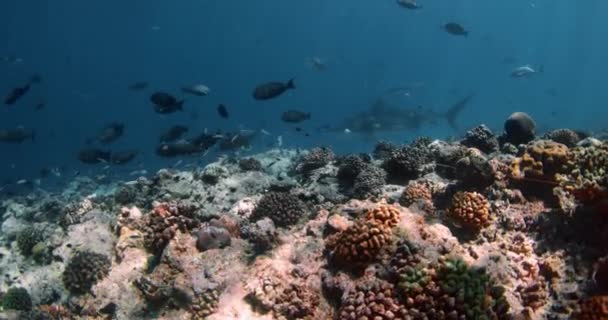 Köpekbalığı Açık Mavi Okyanusta Yüzer Kaplan Köpekbalıklarıyla Serbest Dalış Yüksek — Stok video