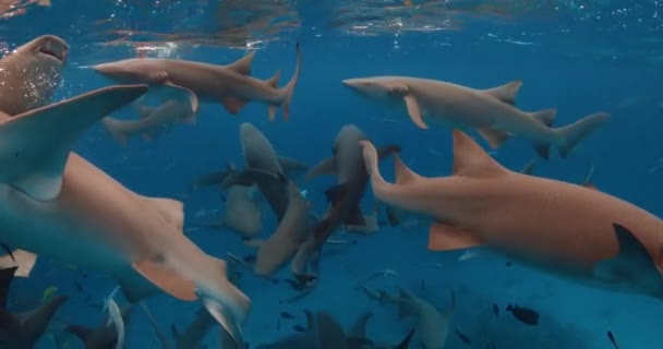 Schwimmen Mit Ammenhaien Tropisch Blauen Meer Schwärme Von Fischen Und — Stockvideo