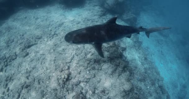 Hai Schwimmt Klaren Blauen Ozean Freitauchen Mit Tigerhaien Hochwertiges Filmmaterial — Stockvideo