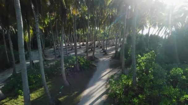 Vista Aérea Entre Coqueiros Feriado Ilha Das Maldivas Palmas Luz — Vídeo de Stock