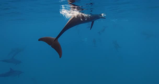 Delfiny Pływają Pod Wodą Błękitnym Oceanie Rodzina Delfinów Dzikiej Przyrodzie — Wideo stockowe