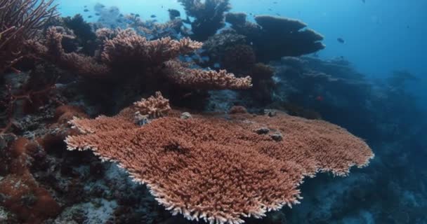 Arrecife Bajo Agua Los Peces Nadan Arrecife Coral Las Maldivas — Vídeo de stock