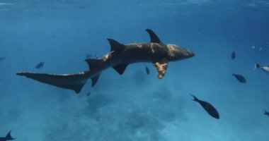 Hemşire köpekbalığı mavi denizde tropikal balıklarla yüzüyor. Tropikal okyanusta köpekbalığı. Yüksek kalite 4k görüntü
