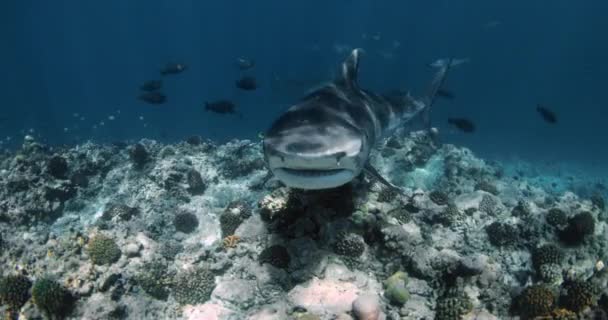 Mavi Şeffaf Okyanusta Kaplan Köpekbalığı Saldırısı Maldivler Köpekbalığı Dalışı Kapatın — Stok video