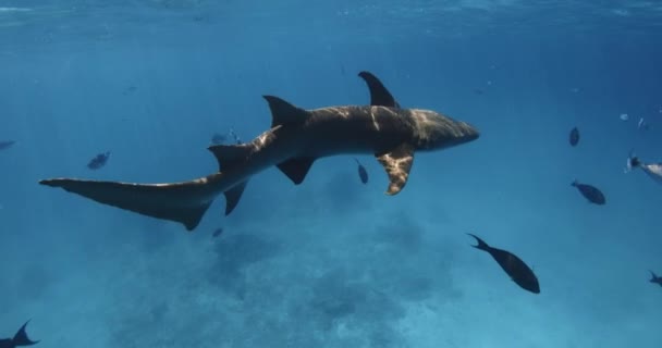 Hemşire Köpekbalığı Mavi Denizde Tropikal Balıklarla Yüzüyor Tropikal Okyanusta Köpekbalığı — Stok video