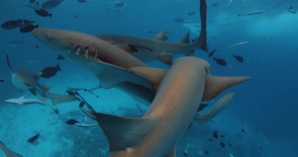 熱帯の魚や看護師のサメでシュノーケリング バハマの海の魚とサメの学校 高品質の4K映像 — ストック動画
