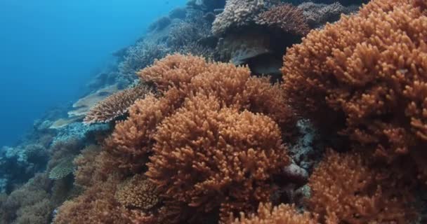 Corais Vivos Escola Peixes Tropicais Subaquáticos Oceano Azul Claro Imagens — Vídeo de Stock