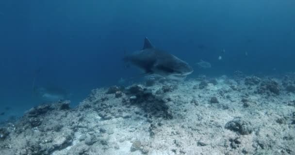 Tiger Shark Attack Blue Transparent Ocean Shark Diving Maldives Close — Stock Video