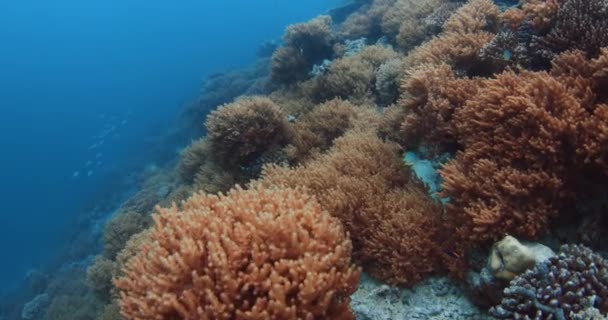 Levende Koralen School Tropische Vissen Onder Water Helderblauwe Oceaan Hoge — Stockvideo