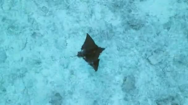 Stingray Pod Vodou Maledivách Žihadlo Plavající Modrém Oceánu Letecký Výhled — Stock video
