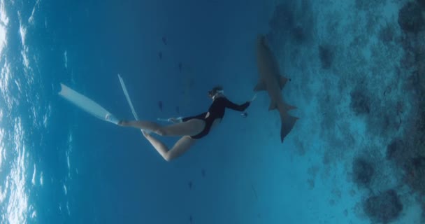 在马尔代夫 一个身材苗条的女人在清澈的热带水域里与护养鲨鱼一起自由自在地生活 高质量的4K镜头 — 图库视频影像