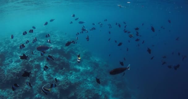 Πολύχρωμα Τροπικά Ψάρια Διάφανο Μπλε Ωκεανό Υποβρύχια Αργή Κίνηση Στην — Αρχείο Βίντεο