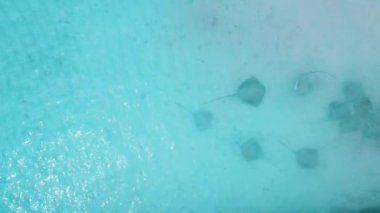 İğneler ve hemşire köpekbalıkları Maldivler 'de sığ sularda yemek yiyorlar. Mavi okyanusta yüzen iğne izi, hava manzarası. Yüksek kalite 4k görüntü