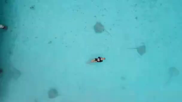 Kobieta Pływająca Płaszczką Malediwach Żądło Ryby Pływające Błękitnym Morzu Widok — Wideo stockowe
