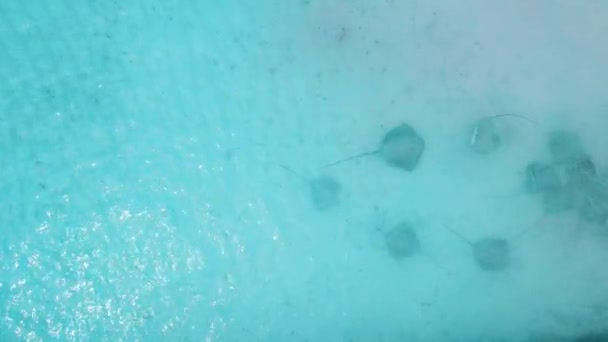 Stingrays Tiburones Nodriza Comiendo Aguas Poco Profundas Maldivas Rayo Punzante — Vídeo de stock