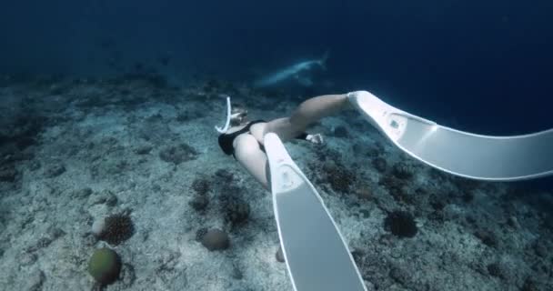 Жінка Пірнає Акулою Тигра Тропічному Океані Плавання Акулами Високоякісні Кадри — стокове відео