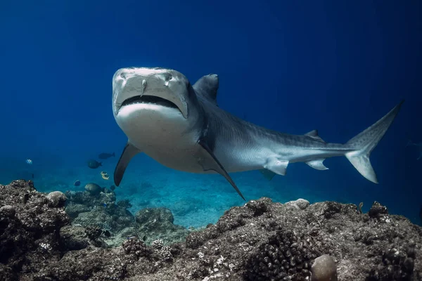 Close to Tiger shark underwater in blue ocean. Shark with sharp teeth.