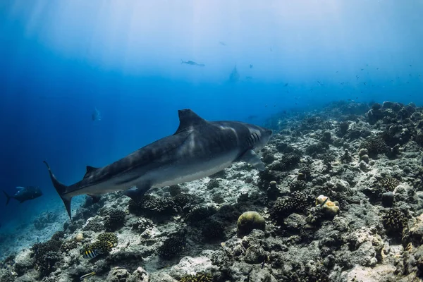 Tiger Shark Swim Blue Ocean Diving Sharks Maldives — Stock Photo, Image