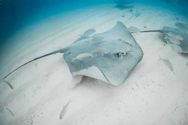 Stingray swim underwater on sandy sea bottom. Sting ray fish in tropical sea