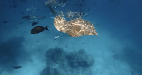 Fransız Polinezyası Maldivler Stingray Sualtı Ğne Işınları Okyanusta Balıklarla Yüzer — Stok video
