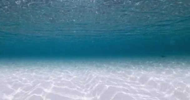 透明な青い海と砂の底と波が水面下にあります 高品質の4K映像 — ストック動画