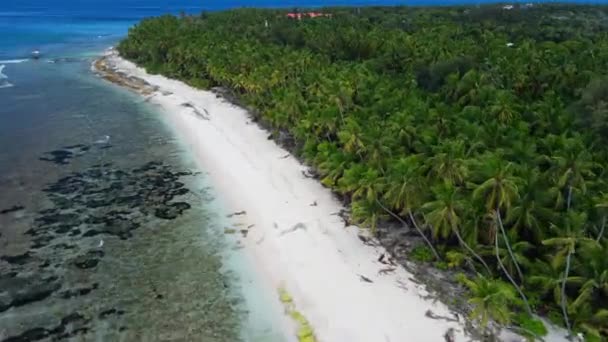 Maledivy Ostrov Oceán Pobřeží Tropickou Pláží Palmami Letecký Výhled Vysoce — Stock video