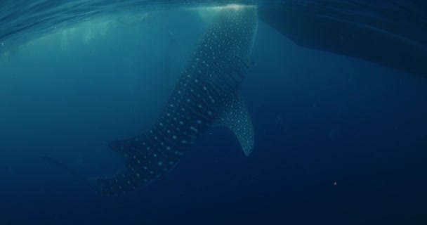 Гигантская Китовая Акула Голубом Океане Водой Китовая Акула Ест Планктон — стоковое видео