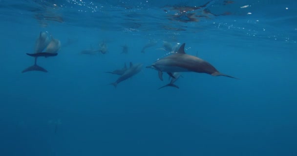 Дельфины Плавают Водой Голубом Океане Семья Дельфинов Дикой Природе Высококачественные — стоковое видео