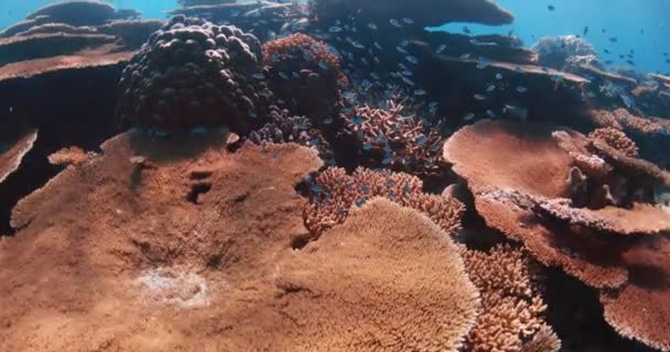 Ύφαλος Κάτω Από Ψάρια Κολυμπάνε Στον Κοραλλιογενή Ύφαλο Στις Μαλδίβες — Αρχείο Βίντεο